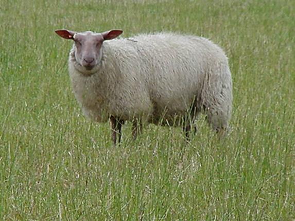 TELEPAC : Aides ovines ou caprines, à faire avant fin janvier